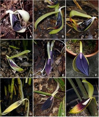 Whence Came These Plants Most Foul? Phylogenomics and Biogeography of Lowiaceae (Zingiberales)